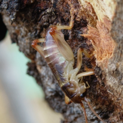 Paragryllacris sp. (genus) (Raspy or Tree cricket) at Gungahlin, ACT - 8 Feb 2017 by CedricBear