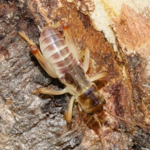 Paragryllacris sp. (genus) at Gungahlin, ACT - 8 Feb 2017 10:45 AM