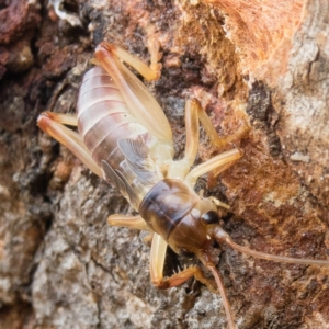 Paragryllacris sp. (genus) at Gungahlin, ACT - 8 Feb 2017 10:45 AM