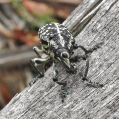 Chrysolopus spectabilis (Botany Bay Weevil) at Paddys River, ACT - 8 Feb 2017 by JohnBundock