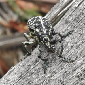 Chrysolopus spectabilis at Paddys River, ACT - 8 Feb 2017