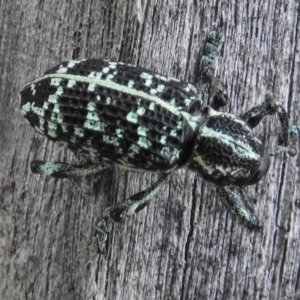 Chrysolopus spectabilis at Paddys River, ACT - 8 Feb 2017