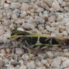 Gastrimargus musicus (Yellow-winged Locust or Grasshopper) at Paddys River, ACT - 4 Feb 2017 by michaelb