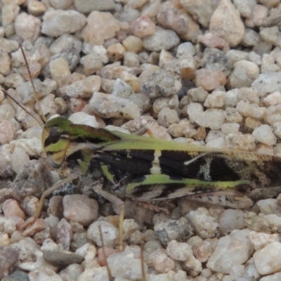 Gastrimargus musicus (Yellow-winged Locust or Grasshopper) at Paddys River, ACT - 4 Feb 2017 by MichaelBedingfield