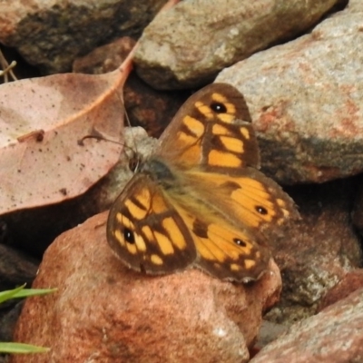 Geitoneura klugii (Marbled Xenica) at Tidbinbilla Nature Reserve - 8 Feb 2017 by JohnBundock