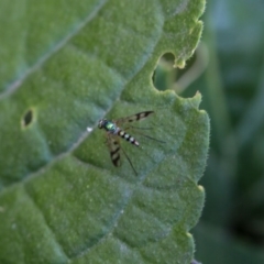 Dolichopodidae (family) (Unidentified Long-legged fly) at Murrumbateman, NSW - 9 Feb 2017 by SallyandPeter