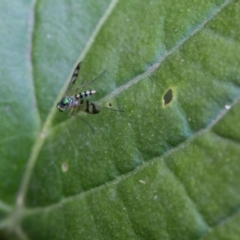 Dolichopodidae (family) at Murrumbateman, NSW - 9 Feb 2017