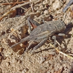 Teleogryllus sp. (genus) (A Cricket) at Sth Tablelands Ecosystem Park - 8 Feb 2017 by galah681