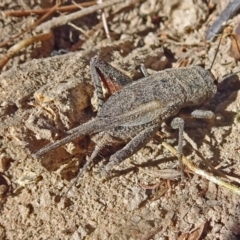 Teleogryllus sp. (genus) (A Cricket) at Sth Tablelands Ecosystem Park - 9 Feb 2017 by galah681