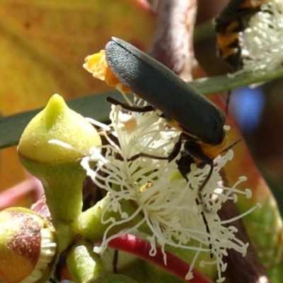 Chauliognathus lugubris (Plague Soldier Beetle) at Sth Tablelands Ecosystem Park - 9 Feb 2017 by galah681