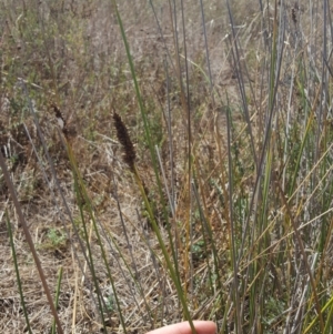 Carex tereticaulis at Whitlam, ACT - 9 Feb 2017