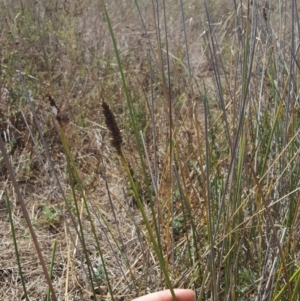 Carex tereticaulis at Whitlam, ACT - 9 Feb 2017 01:45 PM