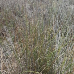 Carex tereticaulis at Whitlam, ACT - 9 Feb 2017 01:45 PM