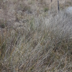 Carex tereticaulis at Whitlam, ACT - 9 Feb 2017 01:45 PM