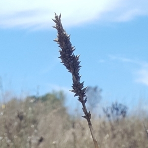 Carex tereticaulis at Whitlam, ACT - 9 Feb 2017 01:45 PM