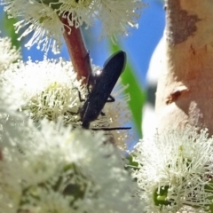 Scoliidae sp. (family) at Sth Tablelands Ecosystem Park - 9 Feb 2017 by galah681