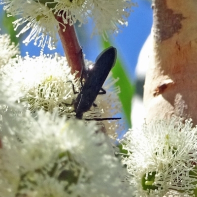 Scoliidae sp. (family) at Sth Tablelands Ecosystem Park - 9 Feb 2017 by galah681