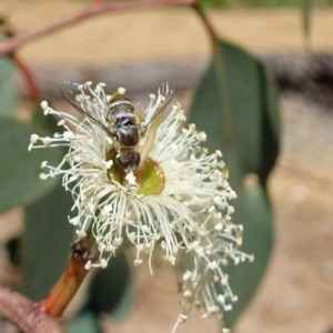 Villa sp. (genus) at Molonglo Valley, ACT - 9 Feb 2017