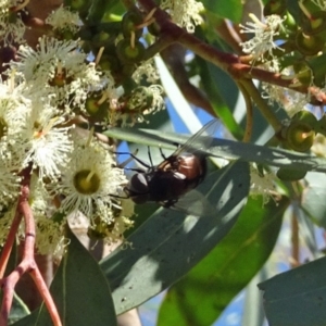 Rutilia sp. (genus) at Molonglo Valley, ACT - 9 Feb 2017 11:12 AM