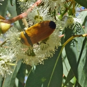 Castiarina maculicollis at Molonglo Valley, ACT - 9 Feb 2017
