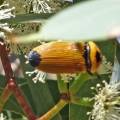 Castiarina maculicollis at Molonglo Valley, ACT - 9 Feb 2017