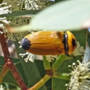Castiarina maculicollis at Molonglo Valley, ACT - 9 Feb 2017