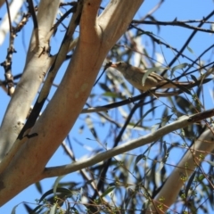 Acrocephalus australis (Australian Reed-Warbler) at Forde, ACT - 8 Feb 2017 by Qwerty