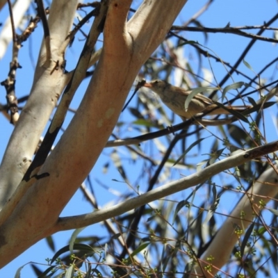 Acrocephalus australis (Australian Reed-Warbler) at Yerrabi Pond - 8 Feb 2017 by Qwerty