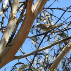 Acrocephalus australis at Forde, ACT - 9 Feb 2017