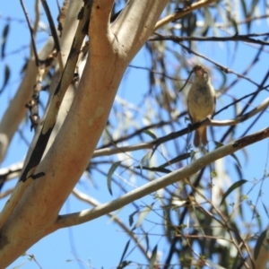 Acrocephalus australis at Forde, ACT - 9 Feb 2017