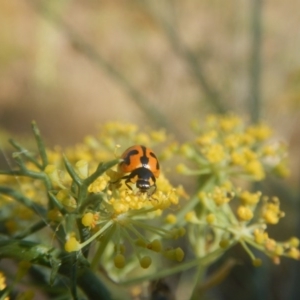 Coccinella transversalis at Stromlo, ACT - 29 Jan 2017