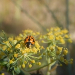 Coccinella transversalis at Stromlo, ACT - 29 Jan 2017