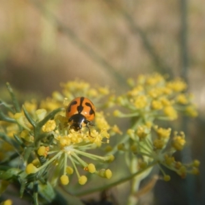 Coccinella transversalis at Stromlo, ACT - 29 Jan 2017