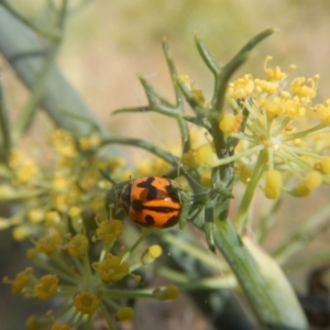 Coccinella transversalis at Stromlo, ACT - 29 Jan 2017