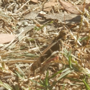 Gastrimargus musicus at Stromlo, ACT - 29 Jan 2017 05:43 PM