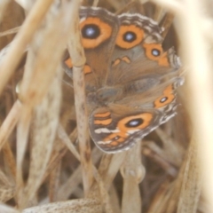 Junonia villida (Meadow Argus) at Crace, ACT - 7 Feb 2017 by MichaelMulvaney