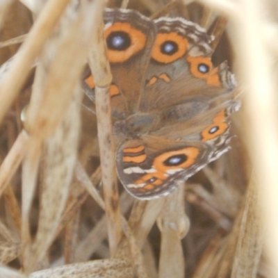 Junonia villida (Meadow Argus) at Crace, ACT - 7 Feb 2017 by MichaelMulvaney