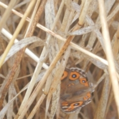 Junonia villida at Crace, ACT - 7 Feb 2017