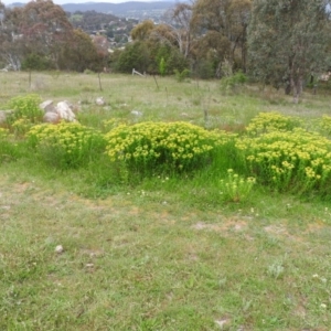 Euphorbia oblongata at Fadden, ACT - 29 Oct 2016