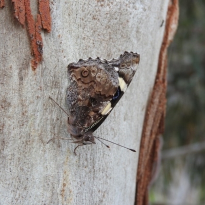 Vanessa itea (Yellow Admiral) at Fadden, ACT - 29 Oct 2016 by ArcherCallaway