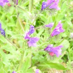 Echium plantagineum at Fadden, ACT - 29 Oct 2016 11:34 AM