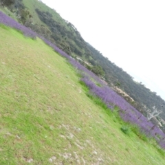 Echium plantagineum at Fadden, ACT - 29 Oct 2016 11:34 AM