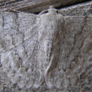 Crypsiphona ocultaria at Kambah, ACT - 8 Feb 2017 04:09 PM