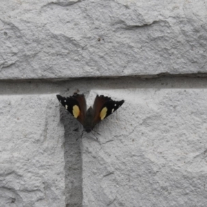 Vanessa itea at Fadden, ACT - 29 Oct 2016 01:58 PM