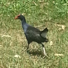 Porphyrio melanotus (Australasian Swamphen) at Lake Tuggeranong - 9 Feb 2017 by MatthewFrawley