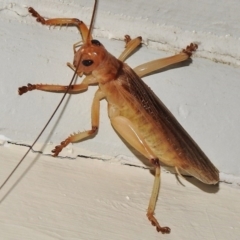 Gryllacrididae (family) (Wood, Raspy or Leaf Rolling Cricket) at Wanniassa, ACT - 9 Feb 2017 by JohnBundock