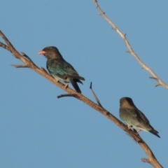 Eurystomus orientalis (Dollarbird) at Paddys River, ACT - 4 Feb 2017 by michaelb