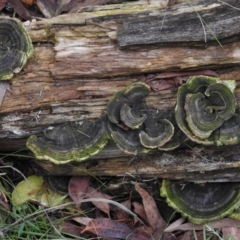 Trametes versicolor (Turkey Tail) at Paddys River, ACT - 8 Feb 2017 by JohnBundock