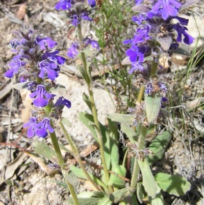 Ajuga australis (Austral Bugle) at Kambah, ACT - 7 Nov 2009 by MatthewFrawley