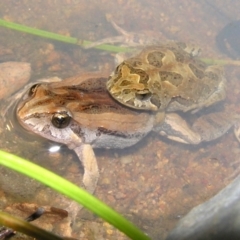 Crinia signifera (Common Eastern Froglet) at Chifley, ACT - 22 Jan 2012 by MatthewFrawley